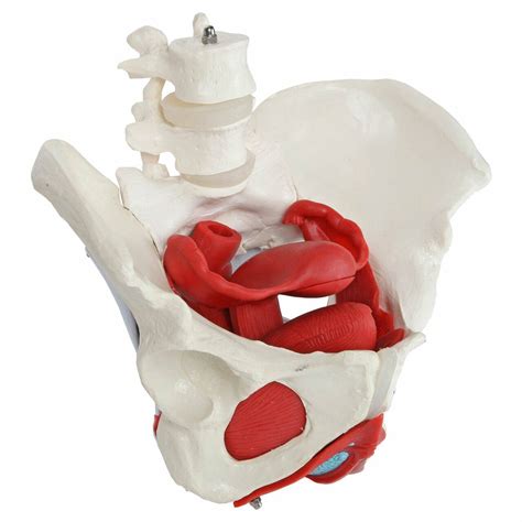 Axis Scientific - 6-Part Female Skeletal Pelvis with Organs