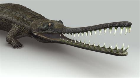 gharial gavial crocodile 3d model