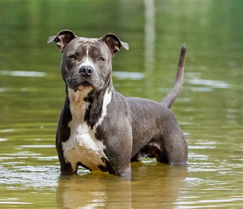 55+ Staffordshire Pitbull Mix - l2sanpiero