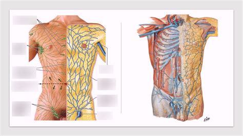 Superficial Epigastric Vein