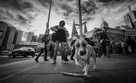 "Doggy" by Yiannis Yiasaris - Street Hunters