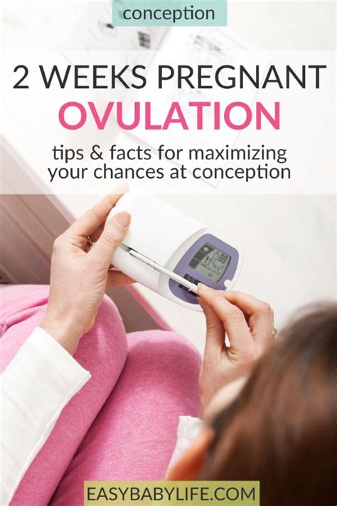 2 Weeks Pregnant Means Ovulation - How To Max Your Chances