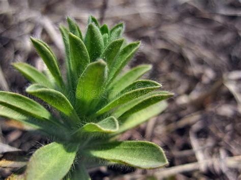 Green plant on the steppe stock photo. Image of kind - 144525438