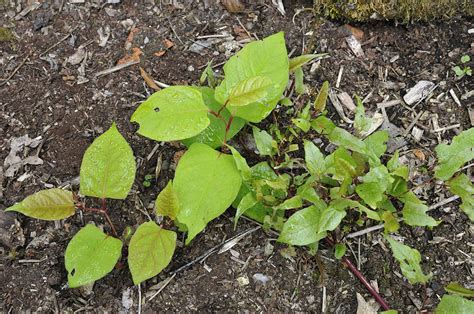 Japanese Knotweed Identification & Removal UK | CYB Environmental