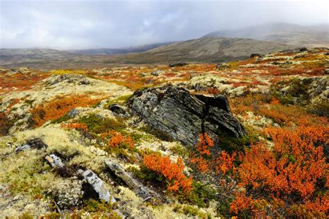 Tundra Biome - The Habitat Encyclopedia