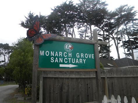 Monarch Grove Sanctuary in Pacific Grove, California. Late fall arrival ...