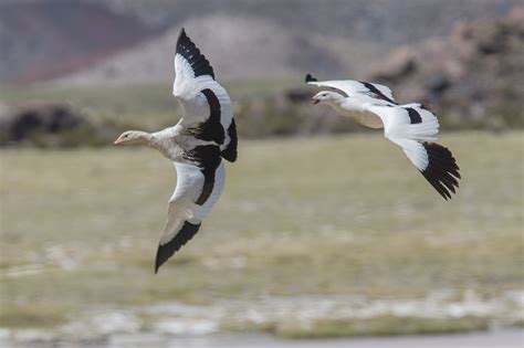 Andean Goose Chloephaga melanoptera