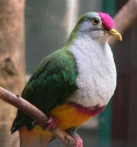 Paloma de la fruta | Pet birds, Beautiful birds, Birds