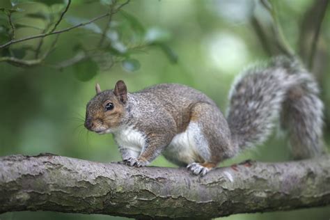 All of the Types of Squirrels | Sciencing