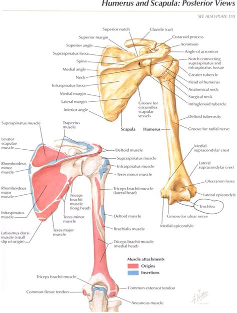 Bones and muscle attachments for the posterior scapular and arm ...