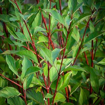 Red Twig Dogwood For Sale Online | The Tree Center