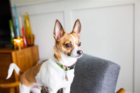 Everything You Need to Know About A Chihuahua Terrier Mix - The Terrier Guide