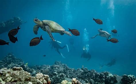 Molokini Snorkeling Map | Molokini Crater Maui, Hawaii