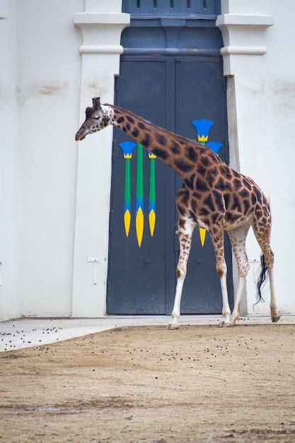 Premium Photo | Giraffe in enclosure