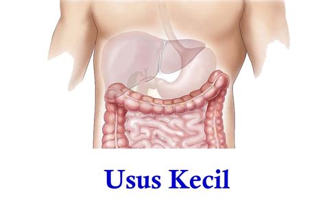 √ Pengertian Usus Kecil, Fungsi, dan Strukturnya | Guru Sains