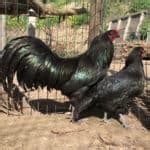 Sumatra Chicken: Eggs, Height, Size and Raising Tips