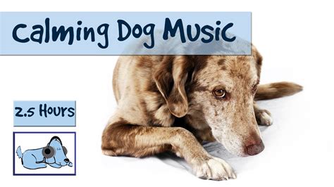 Over Two Hours of Calming Music for Dogs - Dog Relaxation Music to Calm ...