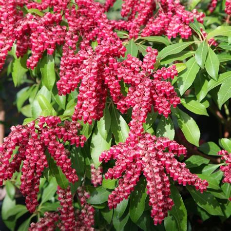 Buy lily-of-the-valley shrub Pieris japonica Valley Valentine: £16.99 Delivery by Crocus