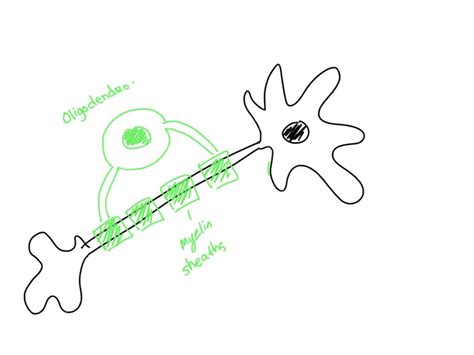 SOLVED: 5. Make a simple drawing of each type of neuron: - Pseudounipolar (unipolar) - Bipolar ...