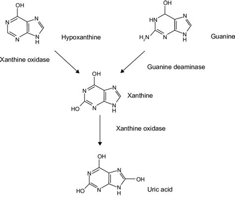 Uric acid formation. | Download Scientific Diagram