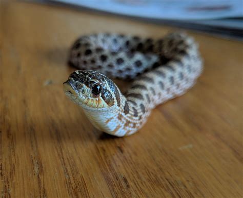 Bacon Bit being adorable : snakes | Baby snakes, Hognose snake, Pet snake