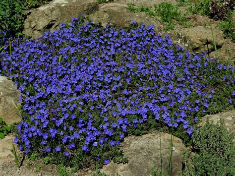 Photo of the entire plant of Lithodora (Glandora prostrata 'Grace Ward') posted by bootandall ...