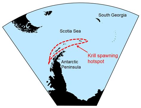 Antarctic Krill use hotspots for spawning and nursery of their young ...