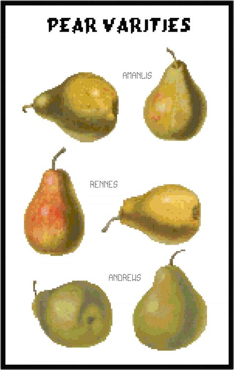 Pear Varieties Pattern Chart Graph