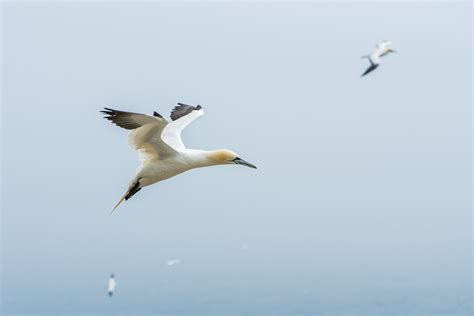 Wildlife Photography in Ireland | Capturing Nature's Beauty