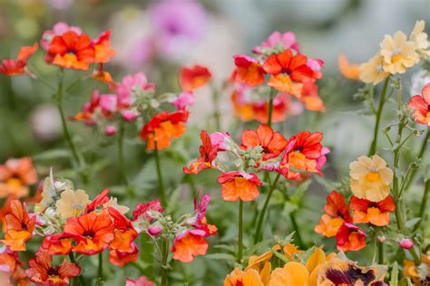 How to Grow and Care for Nemesia