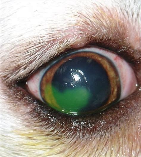 Sudden Acquired Retinal Degeneration Syndrome in Dogs - Dog Discoveries