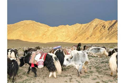 Earliest evidence for domestic yak found using both archaeology and ancient DNA