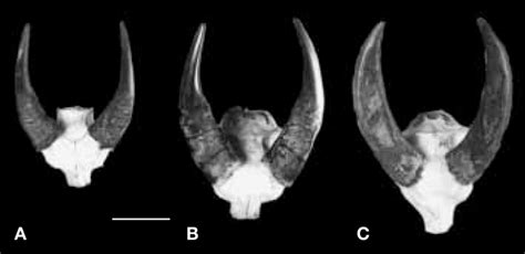 Horns of Bubalus mindorensis. A) MTD B 2050; B) MTD B 1569; C) MTD B ...