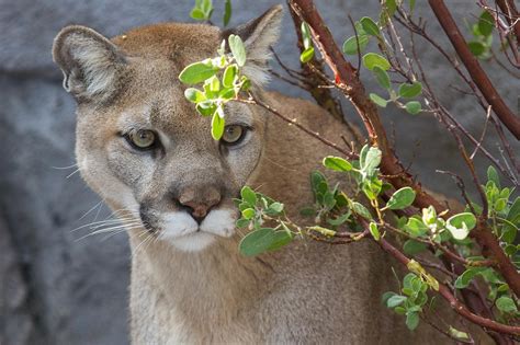 wallpaper cougar, puma, wild cat HD : Widescreen : High Definition : Fullscreen