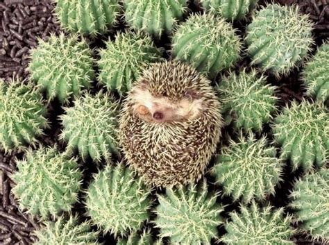 Invisible Animals Incredible Examples