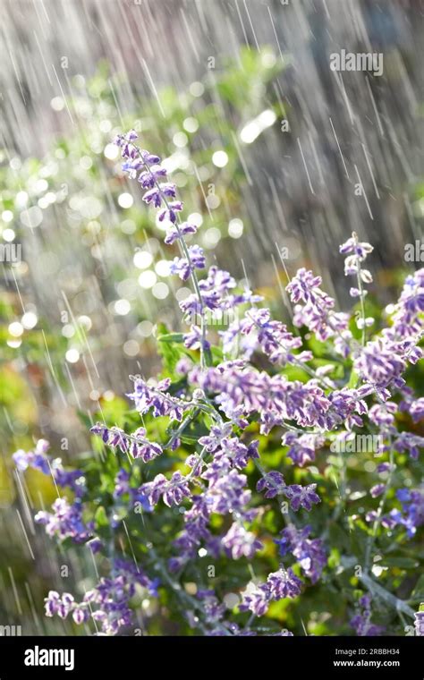 Summer sun shower hi-res stock photography and images - Alamy