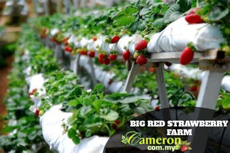 Big Red Strawberry Farm Cameron Highlands - Cameron Highlands Online 2024