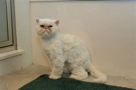 Cat a Haircut : Biological Science Picture Directory – Pulpbits.net