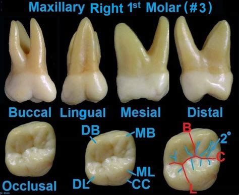 Molar Tooth Anatomy