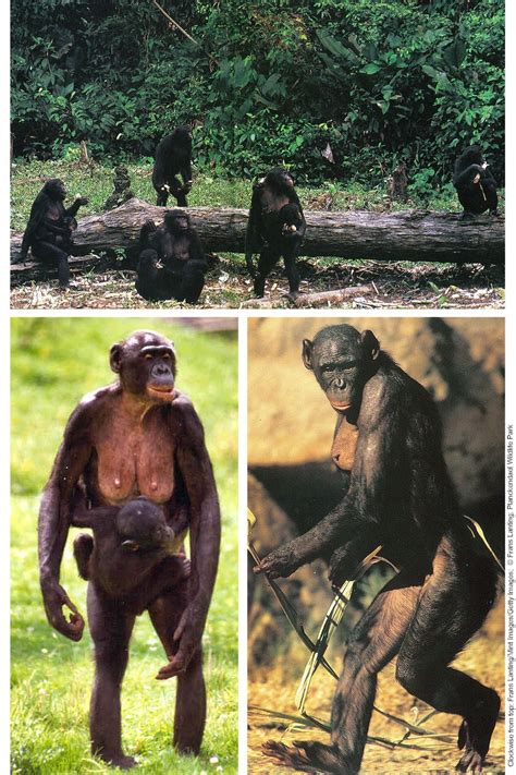 Bonobos evidence the whole love-indoctrination process | World Transformation Movement | Bonobo ...