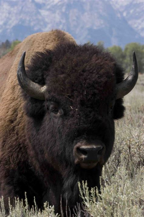 170 best images about Bison (Buffalo) on Pinterest