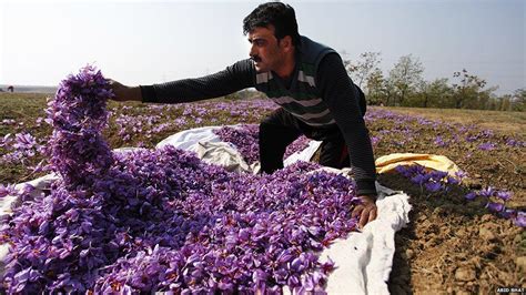 In pictures: Kashmiri saffron - BBC News