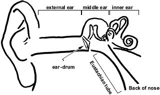 Grommet Insertion - Ear Nose Throat Surgery - Dr Su Para