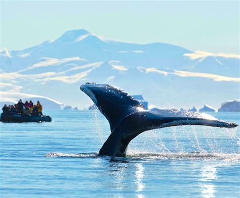 Whale Watching In Antarctica | Swoop Antarctica