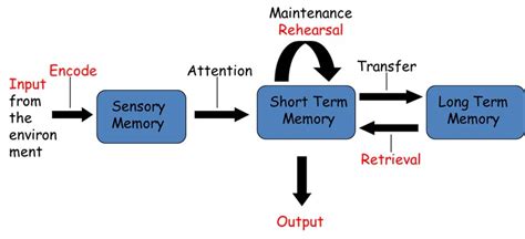 Atkinson and Shiffrin theory | Multi-store model, primacy & recency effects