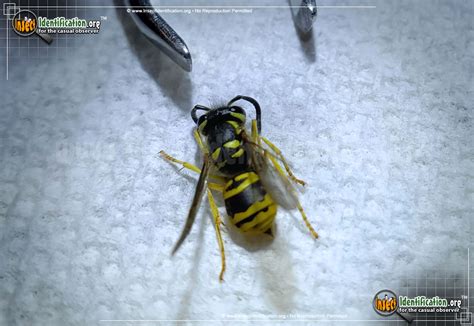 Eastern Yellowjacket