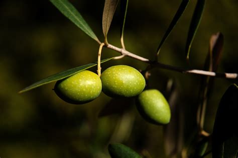 Olive Tree Wallpapers - MAXIPX