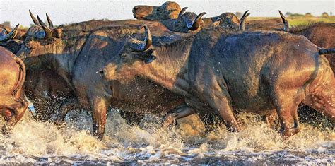 Buffalo Stampede Photograph by Gary and Donna Brewer