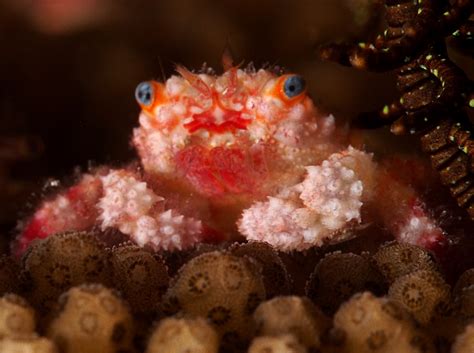 Blue-Eyed Coral Crab - Cymo quadrilobatus - Palau - Photo 1 - Tropical Reefs