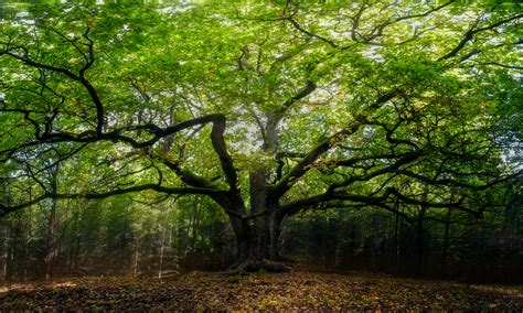 Lord of the forest (500 years old oak tree in Finland) : r/pics